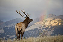 Rocky Mountain Elk (Cervus canadensis nelsoni) bull, North America