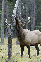 Rocky Mountain Elk (Cervus canadensis nelsoni) bull scent marking tree with antlers, North America