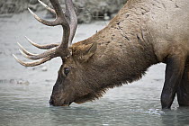 Rocky Mountain Elk (Cervus canadensis nelsoni) bull drinking, North America