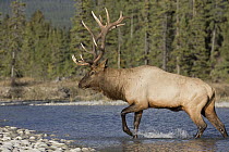 Rocky Mountain Elk (Cervus canadensis nelsoni) bull crossing river, North America