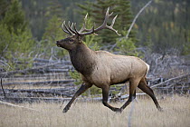 Rocky Mountain Elk (Cervus canadensis nelsoni) bull running, North America