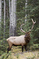 Rocky Mountain Elk (Cervus canadensis nelsoni) bull, North America