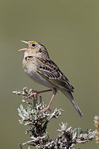 Grasshopper Sparrow (Ammodramus savannarum) calling, North America