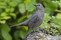Gray Catbird (Dumetella carolinensis), North America