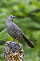 Gray Catbird (Dumetella carolinensis), North America