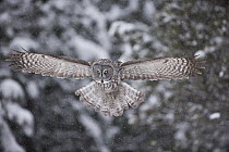 Great Gray Owl (Strix nebulosa) hunting, North America