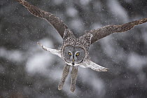 Great Gray Owl (Strix nebulosa) hunting, North America
