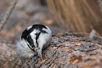 Hairy Woodpecker (Picoides villosus) female foraging, western Montana
