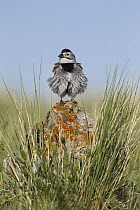 McCown's Longspur (Calcarius mccownii) with fluffed up feathers, Montana