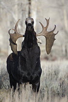 Moose (Alces alces) bull lip curling, Wyoming