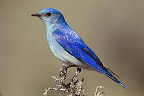 Mountain Bluebird (Sialia currucoides) male, Montana