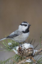Mountain Chickadee (Poecile gambeli) in winter on pine cone, Montana