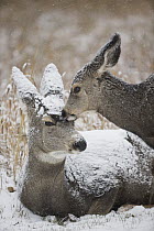 Mule Deer (Odocoileus hemionus) doe and fawn in winter, Montana