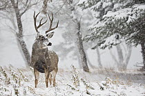 Mule Deer (Odocoileus hemionus) buck in snowfall, Montana
