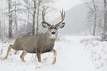 Mule Deer (Odocoileus hemionus) buck in snowfall, Montana