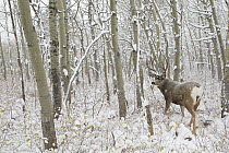 Mule Deer (Odocoileus hemionus) buck in forest in winter, Montana