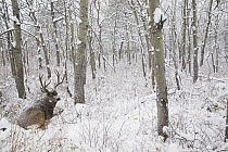 Mule Deer (Odocoileus hemionus) buck in forest in winter, Montana