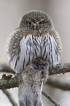 Mountain Pygmy-Owl (Glaucidium gnoma) with mouse prey, western Montana. Sequence 1 of 2