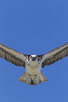 Osprey (Pandion haliaetus) flying, western Montana