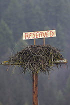 Osprey (Pandion haliaetus) nest with reserved sign on it to keep geese from nesting there before the osprey migrate back, Libby, Montana
