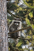 Raccoon (Procyon lotor) in tree, western Montana