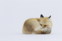 Red Fox (Vulpes vulpes) curled up in snow, Yellowstone National Park, Wyoming
