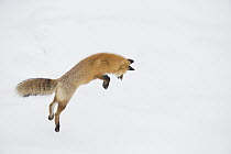 Red Fox (Vulpes vulpes) hunting vole in winter, Yellowstone National Park, Wyoming. Sequence 1 of 6