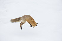 Red Fox (Vulpes vulpes) hunting vole in winter, Yellowstone National Park, Wyoming. Sequence 2 of 6