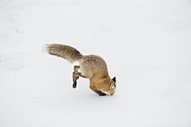 Red Fox (Vulpes vulpes) hunting vole in winter, Yellowstone National Park, Wyoming. Sequence 3 of 6