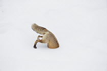 Red Fox (Vulpes vulpes) hunting vole in winter, Yellowstone National Park, Wyoming. Sequence 5 of 6