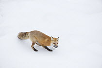 Red Fox (Vulpes vulpes) hunting vole in winter, Yellowstone National Park, Wyoming. Sequence 6 of 6