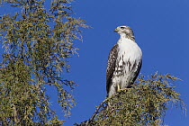 Red-tailed Hawk (Buteo jamaicensis), western Montana