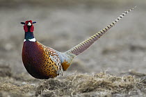 Ring-necked Pheasant (Phasianus colchicus) male, western Montana