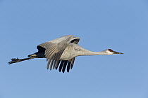 Sandhill Crane (Grus canadensis) flying, central New Mexico