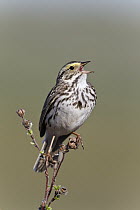 Savannah Sparrow (Passerculus sandwichensis) male calling, western Montana