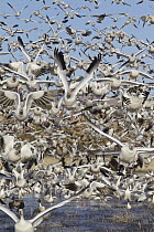 Snow Goose (Chen caerulescens) flock taking flight, central New Mexico