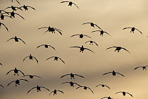 Snow Goose (Chen caerulescens) flock flying at sunset, central New Mexico