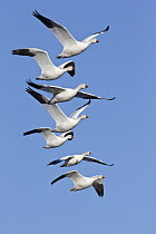 Snow Goose (Chen caerulescens) group flying, central New Mexico