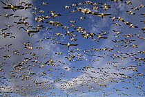 Snow Goose (Chen caerulescens) flock flying, central New Mexico