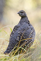 Spruce Grouse (Falcipennis canadensis) female, western Montana