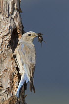 Western Bluebird (Sialia mexicana) female with prey at nest cavity, Montana