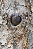 Western Bluebird (Sialia mexicana) male in nest cavity entrance, Montana