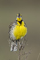 Western Meadowlark (Sturnella neglecta) calling, Montana