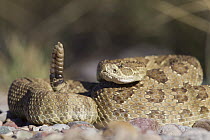 Western Rattlesnake (Crotalus viridis) rattling tail, western Montana