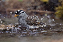 White-crowned Sparrow (Zonotrichia leucophrys) bathing, Montana