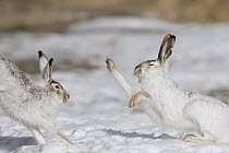 White-tailed Jack Rabbit (Lepus townsendii) pair fighting in snow, central Montana
