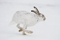 White-tailed Jack Rabbit (Lepus townsendii) running in snow, central Montana