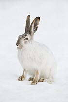 White-tailed Jack Rabbit (Lepus townsendii) in winter, central Montana