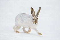 White-tailed Jack Rabbit (Lepus townsendii) running in snow, central Montana