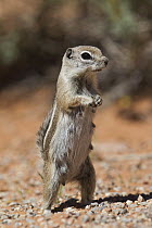 White-tailed Antelope Squirrel (Ammospermophilus leucurus) female on guard, southern Nevada